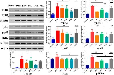 Exploring the Mechanism of Indigo Naturalis in the Treatment of Ulcerative Colitis Based on TLR4/MyD88/NF-κB Signaling Pathway and Gut Microbiota